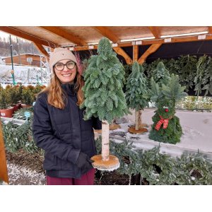 Mini stromček na brezovej nohe - ručná práca z jedle striebornej (Abies Nobilis) - výška 80-90 cm